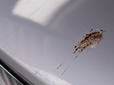 Protection from bird droppings